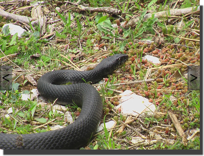 Hierophis viridiflavus